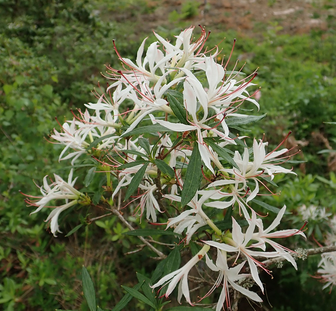 'Weston's Innocence' (mutation)